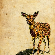 Fawnsmall_card