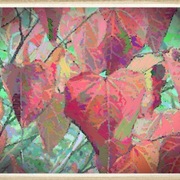 Fallcolors_card