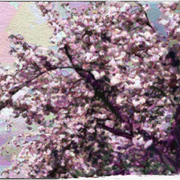 Cherryblossoms_card