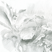 2007_grass_graphite_4