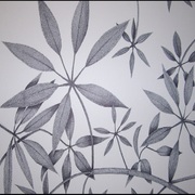 Shefflera_leaves_card