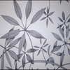 Shefflera_leaves_thumb