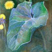2007_dandelions_burdock-foliage7