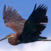 Bird2_web_2_thumb
