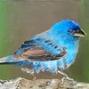 Tweet_tweet_cropped_thumb