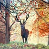 Deer_thumb