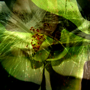 Seeds_1_card
