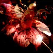 Seeds_2_card