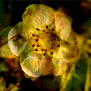 Seeds_3_card