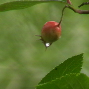 Imga0385_card