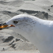 Beachdaygulls2011-1_card