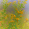 Goldenrod_thumb