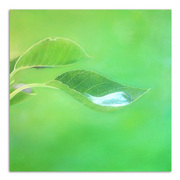 Wassertropfen-neu1_kopie_card