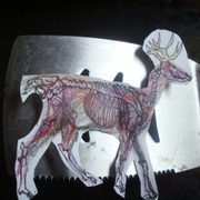 Deer_steak_card