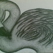 Flamingo2_card
