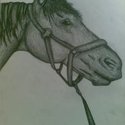 Horsey2_card