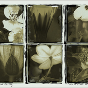 Polaroid_spring_card