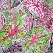 Caladiums_plant_painting_small_card