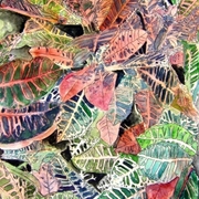 Croton_plant_painting_small_card