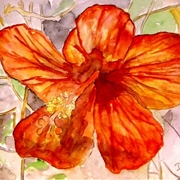 Hibiscus_2_small_flower_card