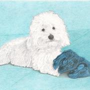 Timmy_card