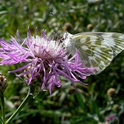 ______p8011243_card