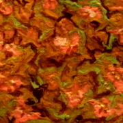 Wallflower_invasion_card