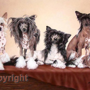 Chinese_cresteds_oil_on_canvas_card
