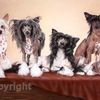 Chinese_cresteds_oil_on_canvas_thumb