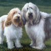 Grand_basset_griffon_vendeen_thumb
