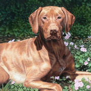 Weimeraner_oil_on_canvas_card