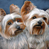 Yorkies_1_thumb