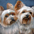 Yorkies_1_tiny_square