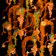 Flowers_of_the_night_card