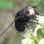 Fly2_card