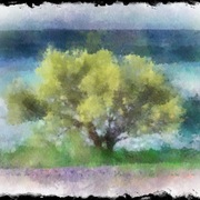 Sameoldtree
