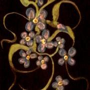 Flowers_of_the_night_2_card