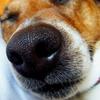 Inky_nose_29