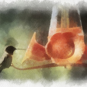 Hummingbird_card
