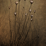 Wild_carrot_card