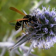 Flora_and_fauna_card