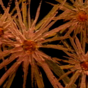 Flowers_of_the_night_3_card