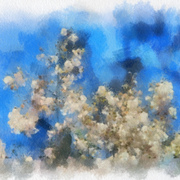 Whiteagainstblue_card