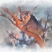 Victorian_koala_card