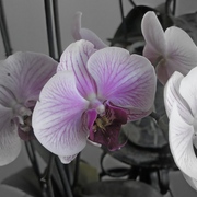 Orchids_card