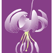 Lily_1-fond_viol_osc_fin-_card