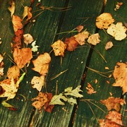 Sany0793_card