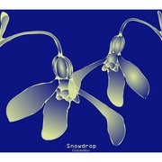 Deux_snowdrop_fin_2_card