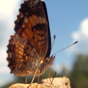 101_7820_card