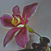 Orhidea_card